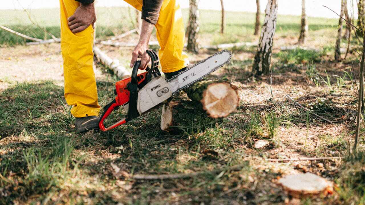 Best Tree Removal Near Me  in Glencoe, MN